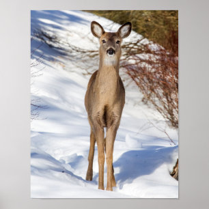 White-tailed Deer Looking At You (Close Up) Poster