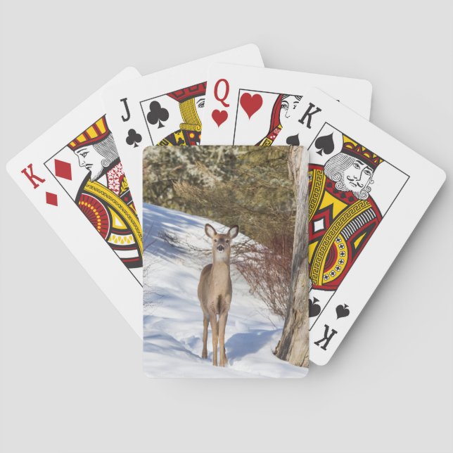 White-tailed Deer Looking At You Poker Cards (Back)