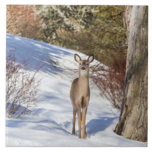White-tailed Deer Looking At You Tile