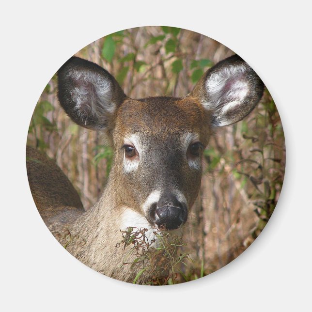 White-tailed Deer Magnet (Front)