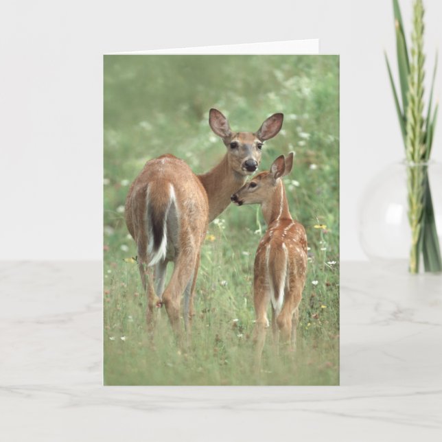 White-tailed deer mother and fawn card (Front)