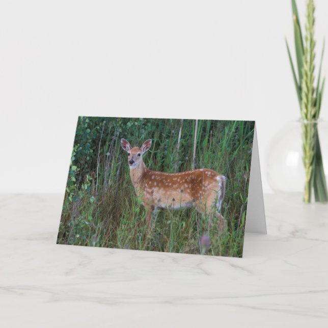 White-tailed Deer | National Bison Range Montana Card (Front)