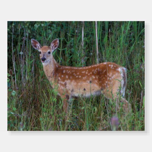 White_tailed Deer  National Bison Range Montana Foam Board