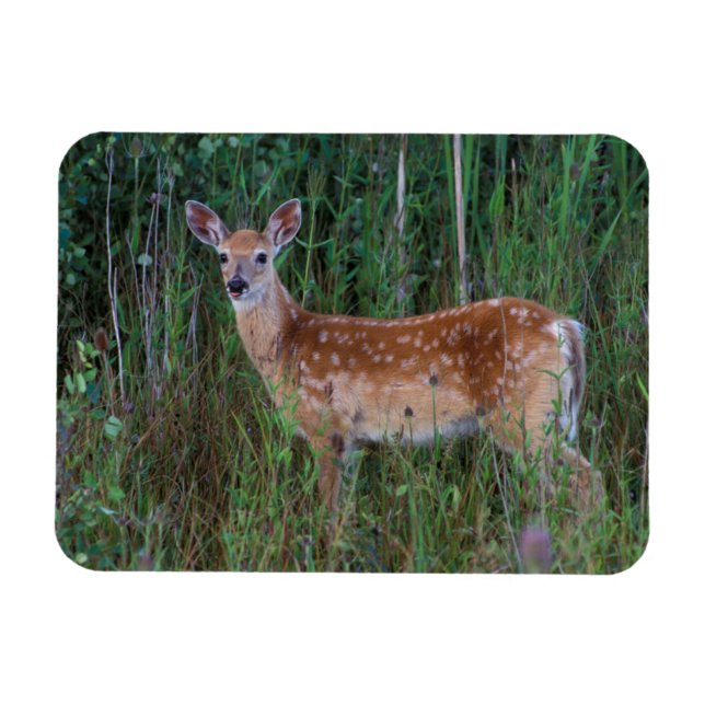 White-tailed Deer | National Bison Range Montana Magnet (Horizontal)