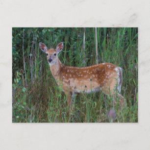 White-tailed Deer National Bison Range Montana Postcard