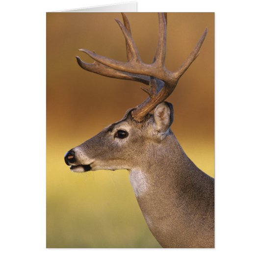 White-tailed Deer, Odocoileus virginianus, (Front)