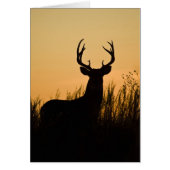 white-tailed deer Odocoileus virginianus) (Front)