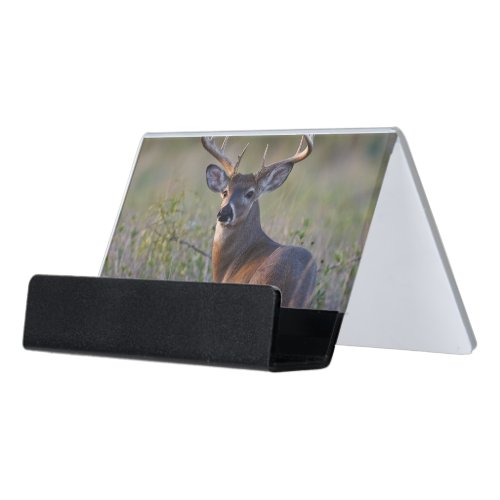 white_tailed deer Odocoileus virginianus 2 Desk Business Card Holder
