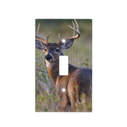 white_tailed deer Odocoileus virginianus 2 Light Switch Cover