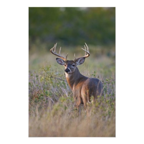 white_tailed deer Odocoileus virginianus 2 Photo Print