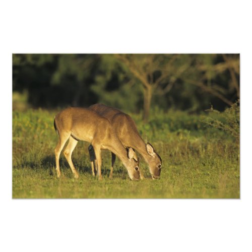 White_tailed Deer Odocoileus virginianus 2 Photo Print