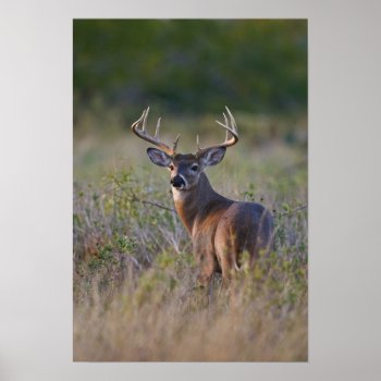 White-tailed Deer Odocoileus Virginianus) 2 Poster by theworldofanimals at Zazzle