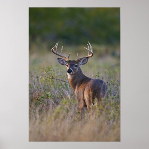 white_tailed deer Odocoileus virginianus 2 Poster