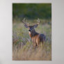 white-tailed deer Odocoileus virginianus) 2 Poster