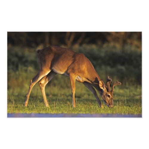 White_tailed Deer Odocoileus virginianus 5 Photo Print