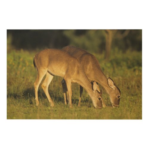 White_tailed Deer Odocoileus virginianus 5 Wood Wall Decor