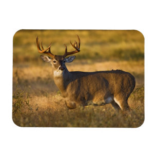 White-tailed Deer (Odocoileus virginianus) adult Magnet