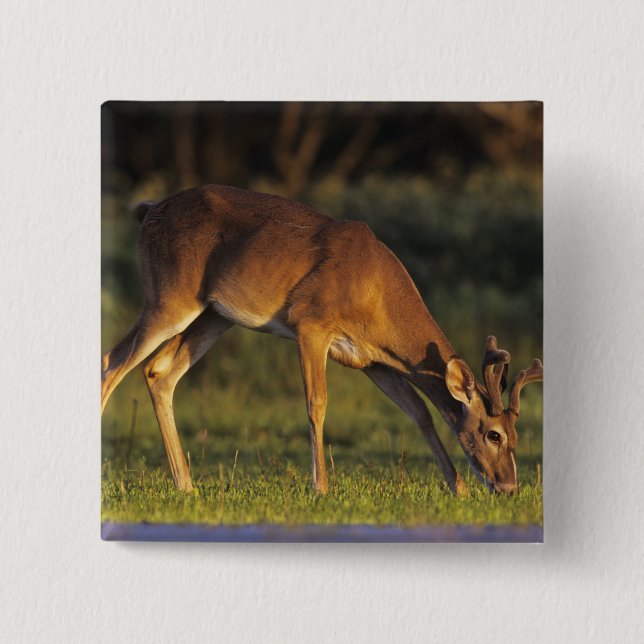 White-tailed Deer, Odocoileus virginianus Button (Front)