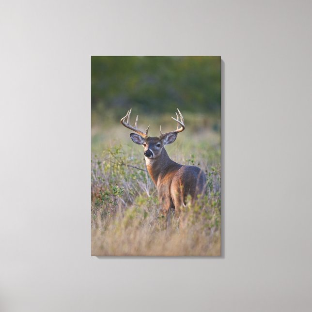 white-tailed deer Odocoileus virginianus Canvas Print (Front)