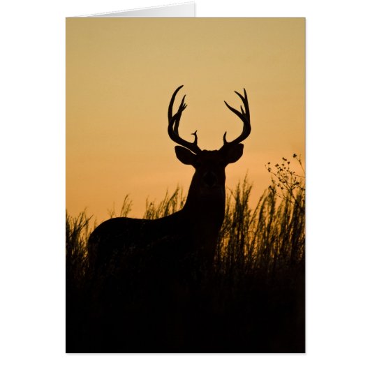 white-tailed deer Odocoileus virginianus) Cards (Front)