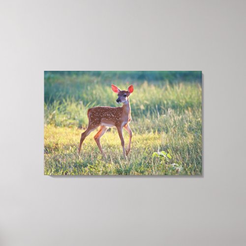 White_Tailed Deer Odocoileus Virginianus Fawn Canvas Print
