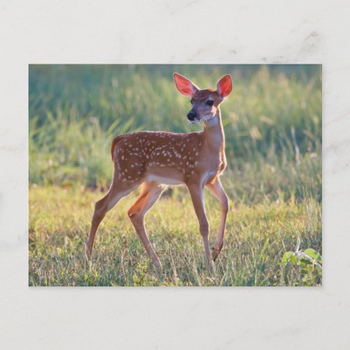 White_Tailed Deer Odocoileus Virginianus Fawn Postcard