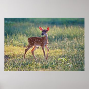 White-tailed Deer (odocoileus Virginianus) Fawn Poster by theworldofanimals at Zazzle