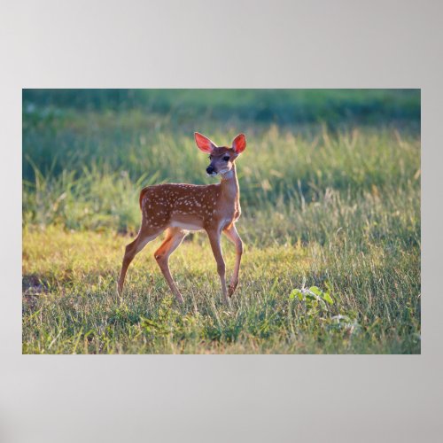 White_Tailed Deer Odocoileus Virginianus Fawn Poster