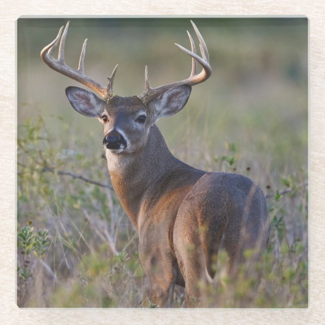 white-tailed deer Odocoileus virginianus Glass Coaster (Front)