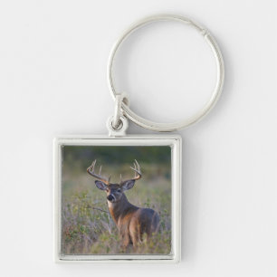 white-tailed deer Odocoileus virginianus Keychain