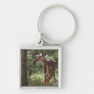 White-tailed Deer, Odocoileus virginianus Keychain
