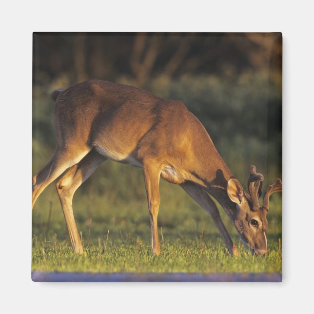 White-tailed Deer, Odocoileus virginianus Magnet (Front)