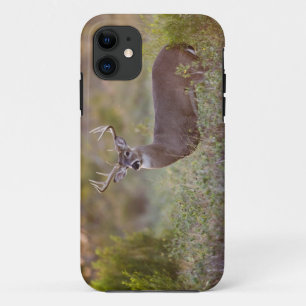 white-tailed deer (Odocoileus virginianus) male 2 iPhone 11 Case
