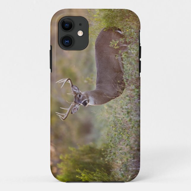 white-tailed deer (Odocoileus virginianus) male 2 Case-Mate iPhone Case (Back)