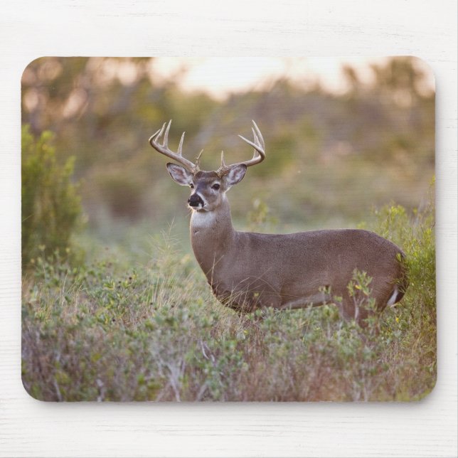 white-tailed deer (Odocoileus virginianus) male 2 Mouse Pad (Front)