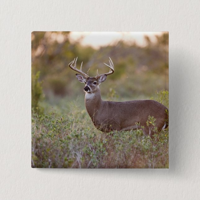 white-tailed deer (Odocoileus virginianus) male 2 Pinback Button (Front)