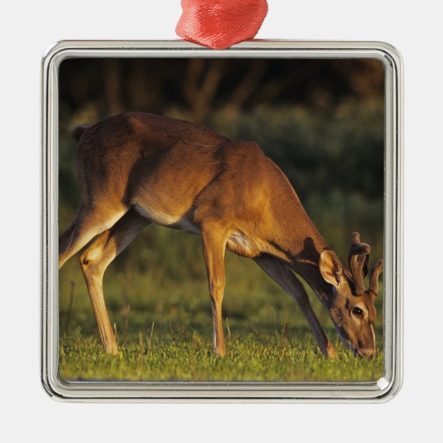 White-tailed Deer, Odocoileus virginianus Metal Ornament (Front)