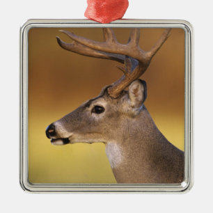 White-tailed Deer, Odocoileus virginianus, Metal Ornament