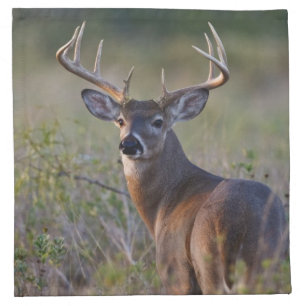 white-tailed deer Odocoileus virginianus Napkin