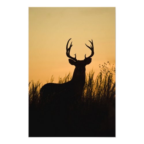 white_tailed deer Odocoileus virginianus Photo Print