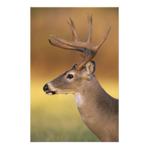 White-tailed Deer, Odocoileus virginianus, Photo Print