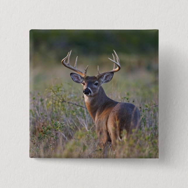 white-tailed deer Odocoileus virginianus Pinback Button (Front)