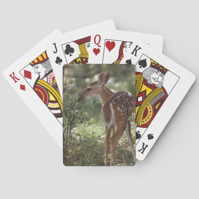 White-tailed Deer, Odocoileus virginianus Poker Cards (Back)