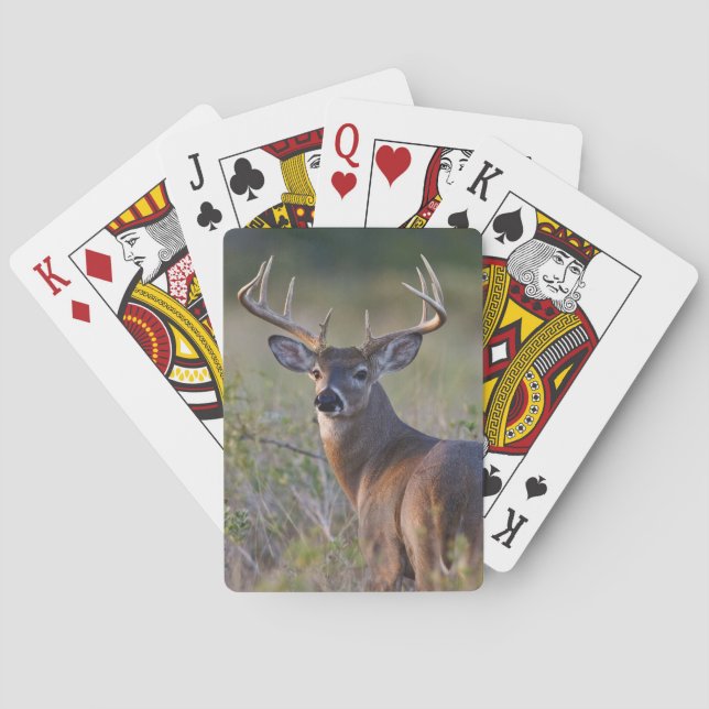 white-tailed deer Odocoileus virginianus Poker Cards (Back)