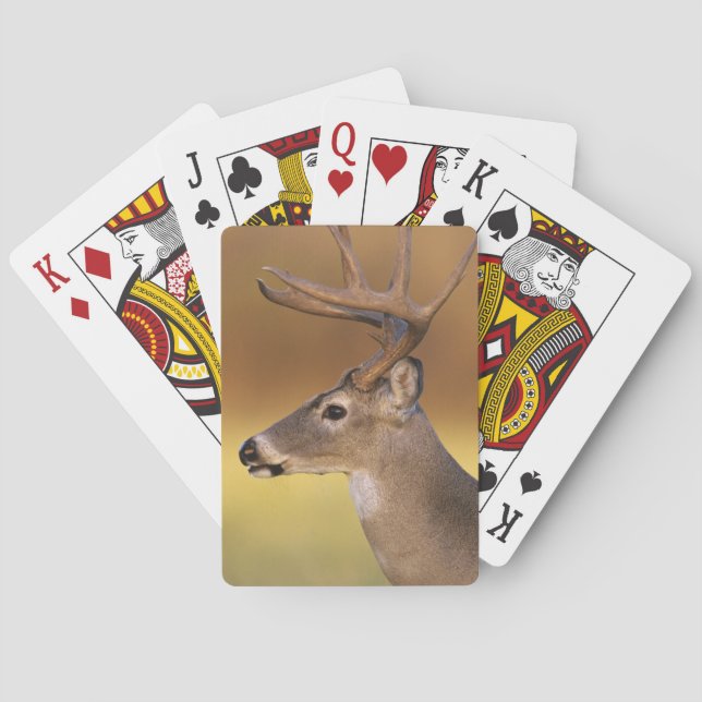 White-tailed Deer, Odocoileus virginianus, Poker Cards (Back)