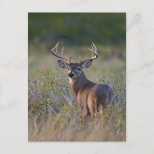 white-tailed deer Odocoileus virginianus Postcard