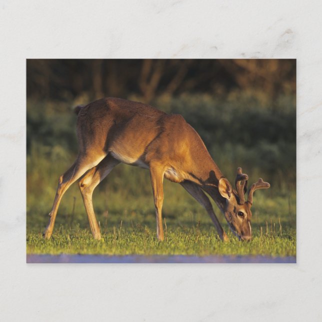 White-tailed Deer, Odocoileus virginianus Postcard (Front)