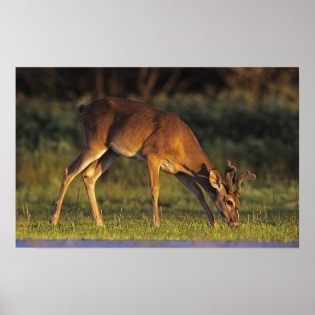 White-tailed Deer, Odocoileus virginianus Poster (Front)
