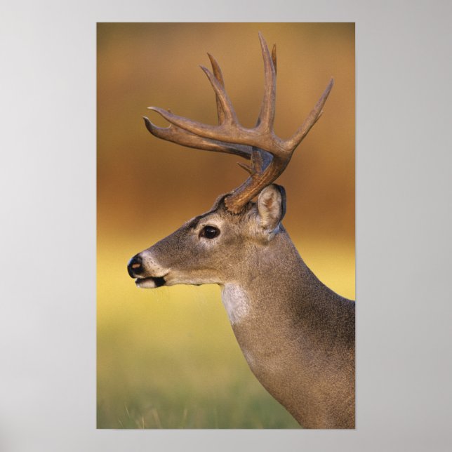White-tailed Deer, Odocoileus virginianus, Poster (Front)