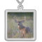 white-tailed deer Odocoileus virginianus